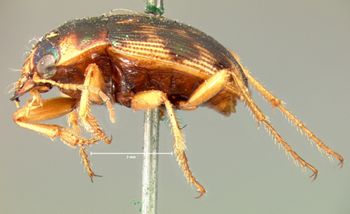 Media type: image;   Entomology 33478 Aspect: habitus lateral view